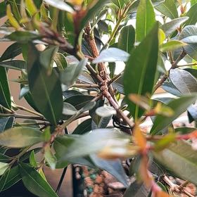 Photo of the plant species Brush Cherry by @HipGrevillea72 named Sol on Greg, the plant care app