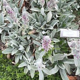 Photo of the plant species Lamb's Ear by @HipGrevillea72 named Austen on Greg, the plant care app
