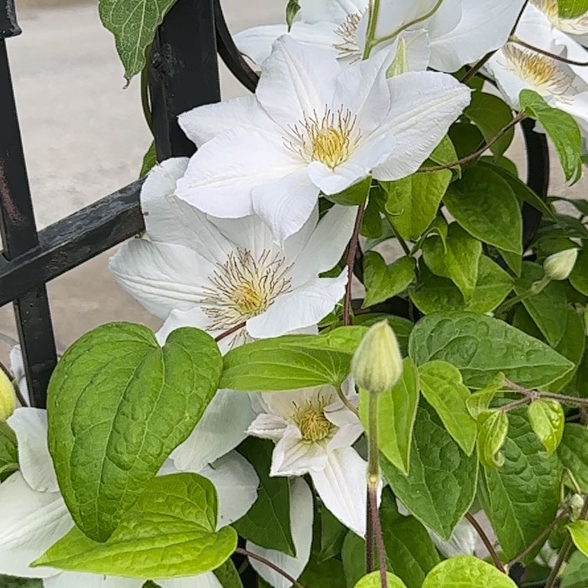 Photo of the plant species Italian Leather Flower by @HipGrevillea72 named Rosa on Greg, the plant care app