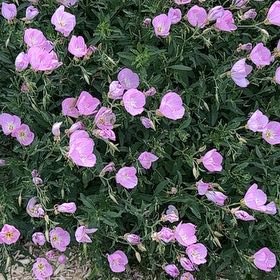 Photo of the plant species Showy Pink Evening Primrose by @HipGrevillea72 named Remington on Greg, the plant care app