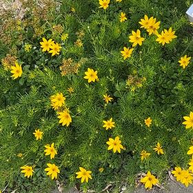 Photo of the plant species Whorled Tickseed by @HipGrevillea72 named Fernie Mac on Greg, the plant care app