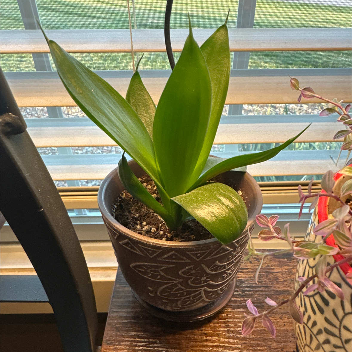 Photo of the plant species Black Jade Snake Plant by @HipGrevillea72 named Madonna on Greg, the plant care app