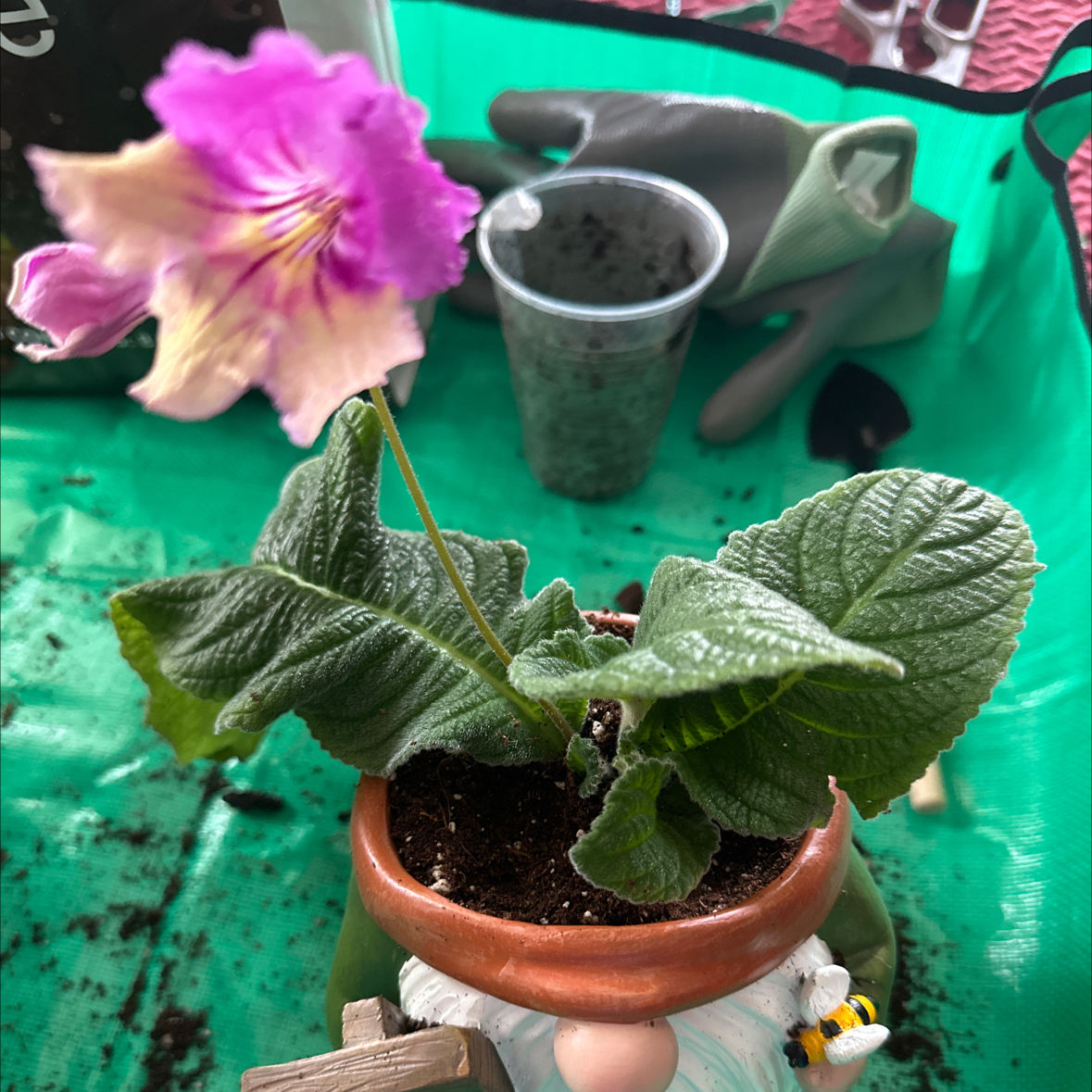 Photo of the plant species Streptocarpus 'Ladyslippers Yellow Pink Cap' by @HipGrevillea72 named Leaf Erickson on Greg, the plant care app
