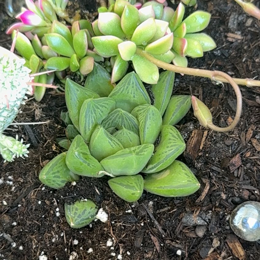 Photo of the plant species Variegated Haworthia cuspidata by @NewGrass40 named Hemingway on Greg, the plant care app