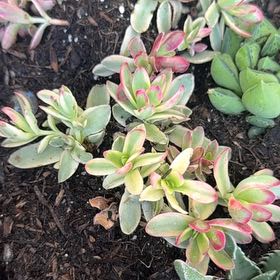 Photo of the plant species Crassula 'Daydream' by @NewGrass40 named Mochi on Greg, the plant care app