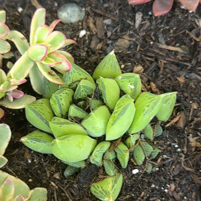 Photo of the plant species Variegated Haworthia cuspidata by @NewGrass40 named Marley on Greg, the plant care app
