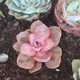 Photo of the plant species Echeveria 'Persia' by @NewGrass40 named Figyonce on Greg, the plant care app