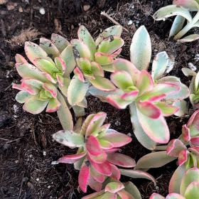 Photo of the plant species Crassula 'Daydream' by @NewGrass40 named Miley on Greg, the plant care app