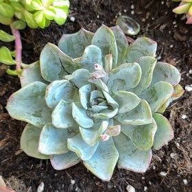 Photo of the plant species Echeveria Galaxy Blue by @NewGrass40 named Demi on Greg, the plant care app