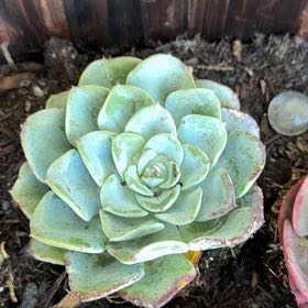 Photo of the plant species Echeveria Galaxy Blue by @NewGrass40 named Cleopatra on Greg, the plant care app