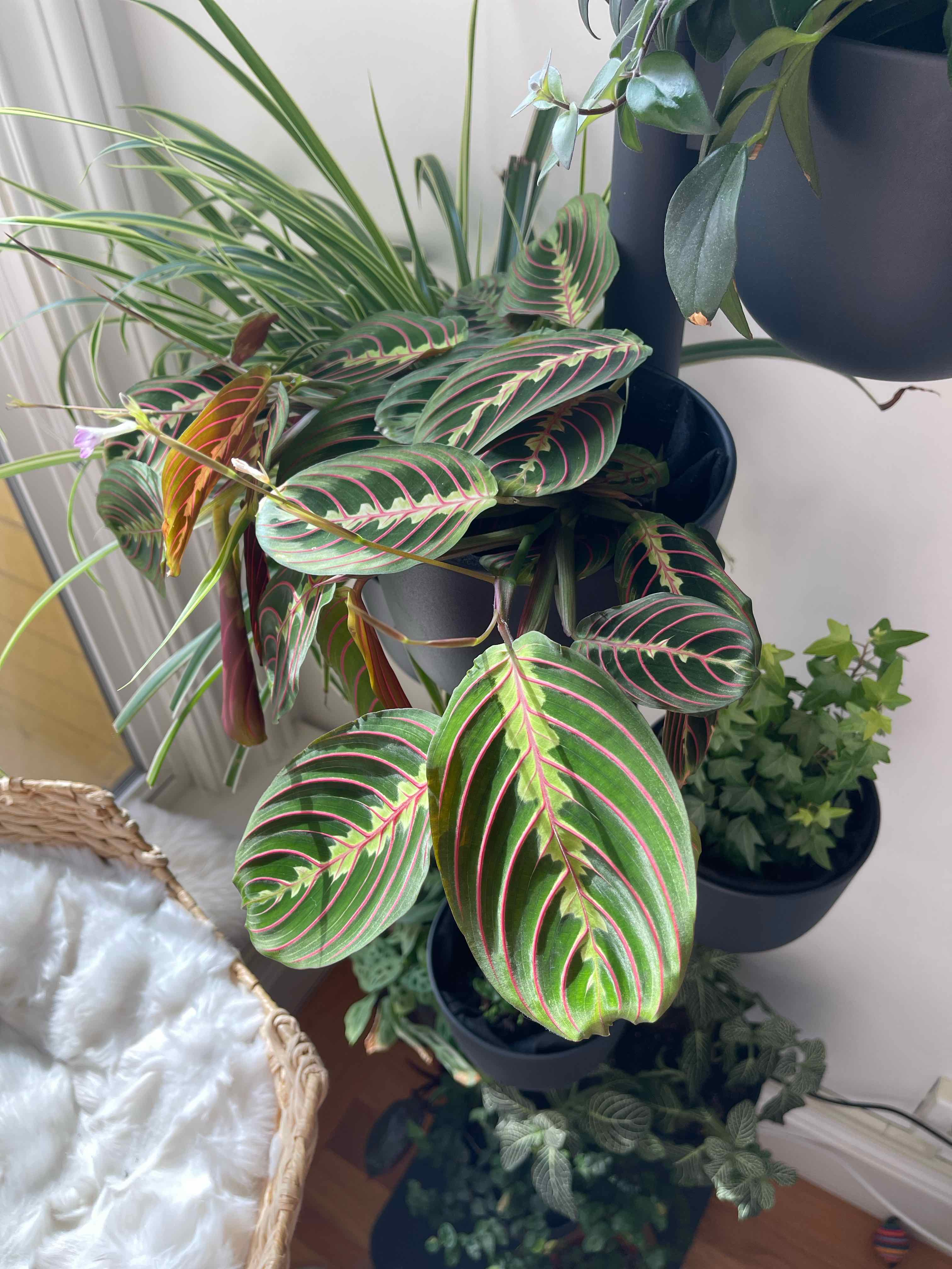 Green Prayer Plant plant photo by @Platypusrex256 named Mr Floppy Plants on Greg, the plant care app.