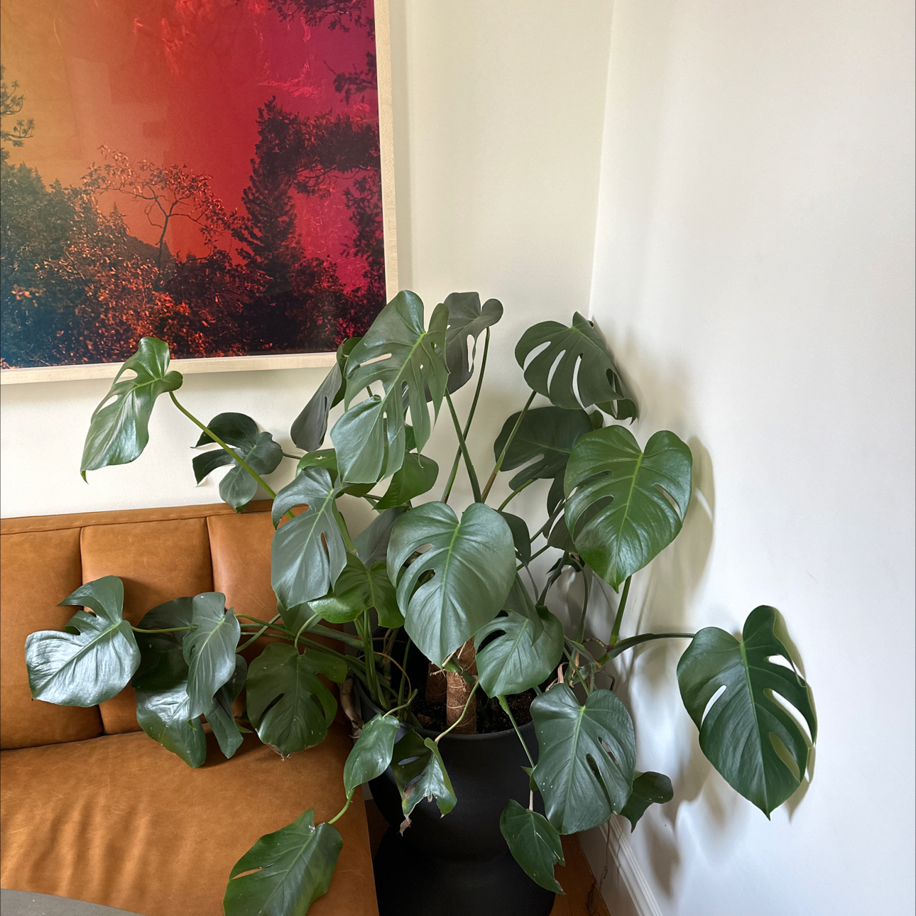 Monstera plant photo by @Platypusrex256 named Hambone on Greg, the plant care app.
