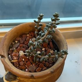 Photo of the plant species Bonsai Sedum by @Parmasean named Sahara on Greg, the plant care app