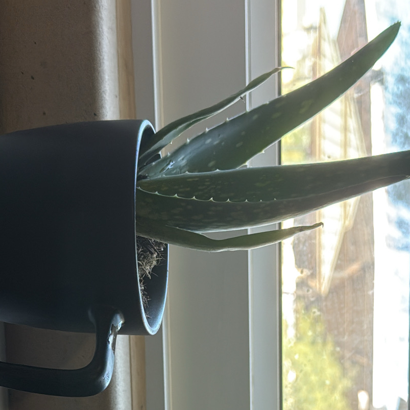 My plant