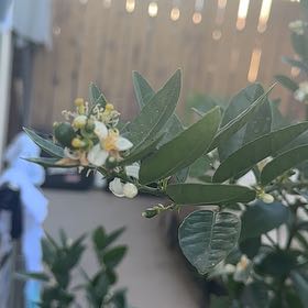 Photo of the plant species Mexican Lime by @GoldQuince51 named Sahara on Greg, the plant care app