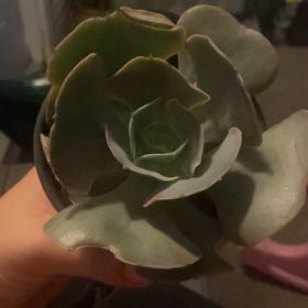 Photo of the plant species Succulent by @OodlesWorm73 named Sir Plancelot on Greg, the plant care app