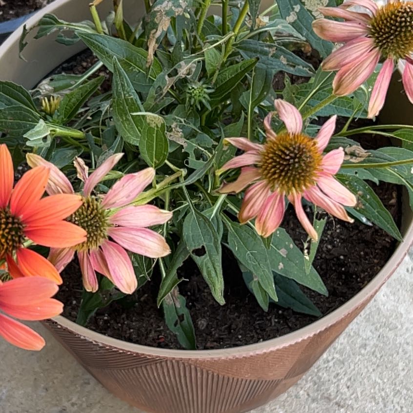 Photo of the plant species Coneflower by @HappyCooperi44 named Queen on Greg, the plant care app