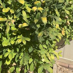 Photo of the plant species Bay Laurel by @MatureIcarus72 named Gregarious on Greg, the plant care app