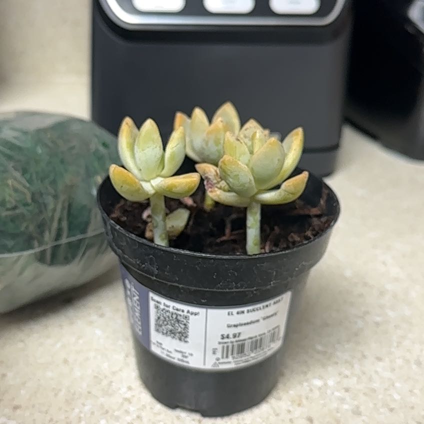 Photo of the plant species Graptosedum 'Ghosty' by @UberSainfoin75 named Ghosty on Greg, the plant care app