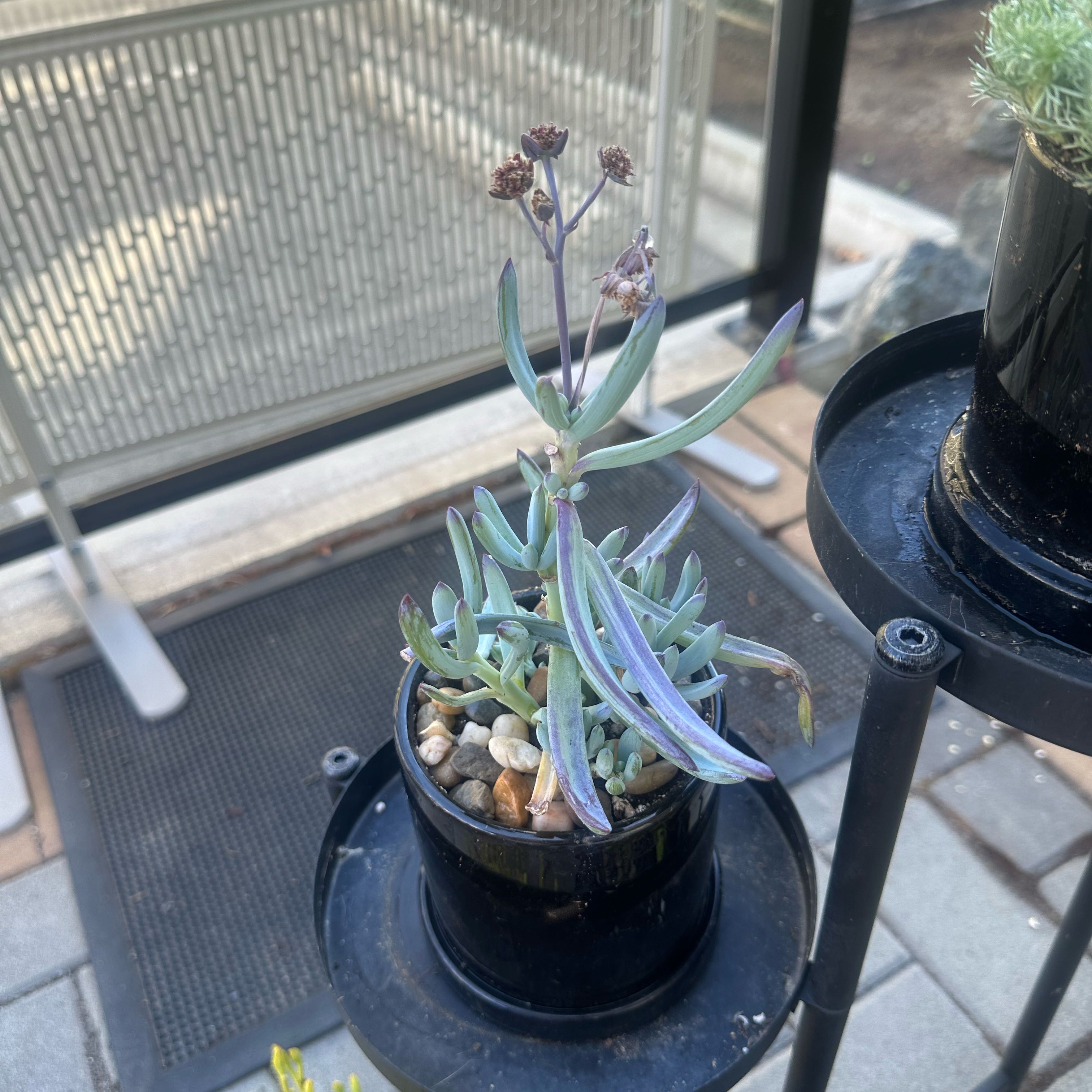 Photo of the plant species Blue Chalk Sticks by @NewBushlily50 named Beyonce on Greg, the plant care app