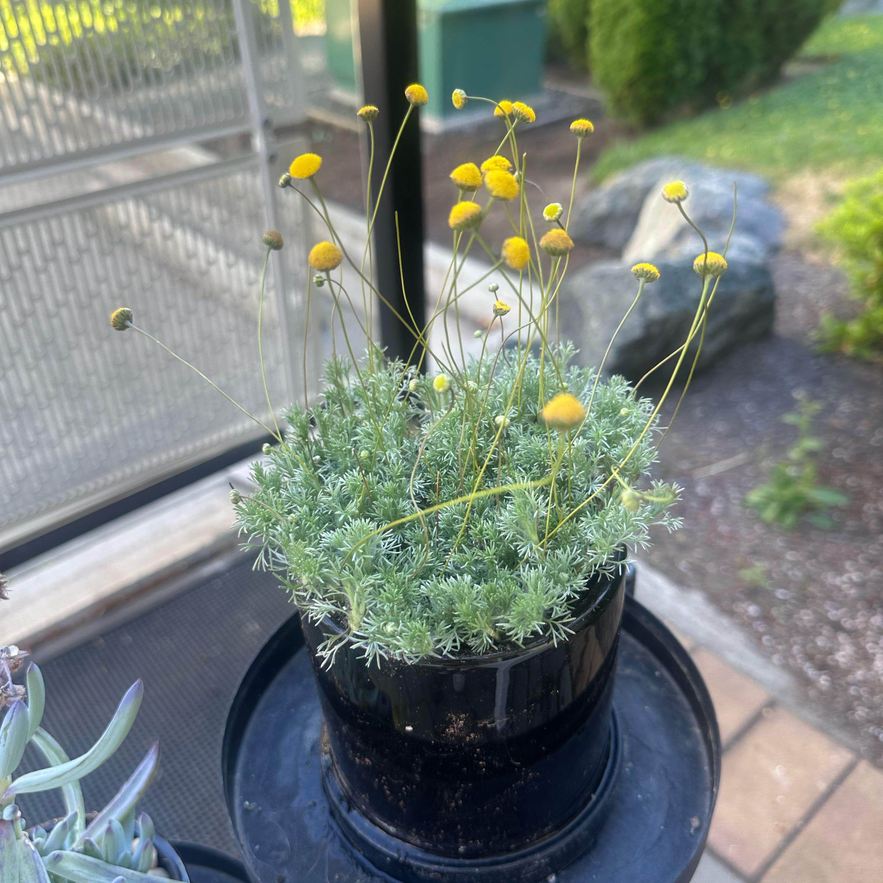 Photo of the plant species Cotula by @NewBushlily50 named Terra on Greg, the plant care app