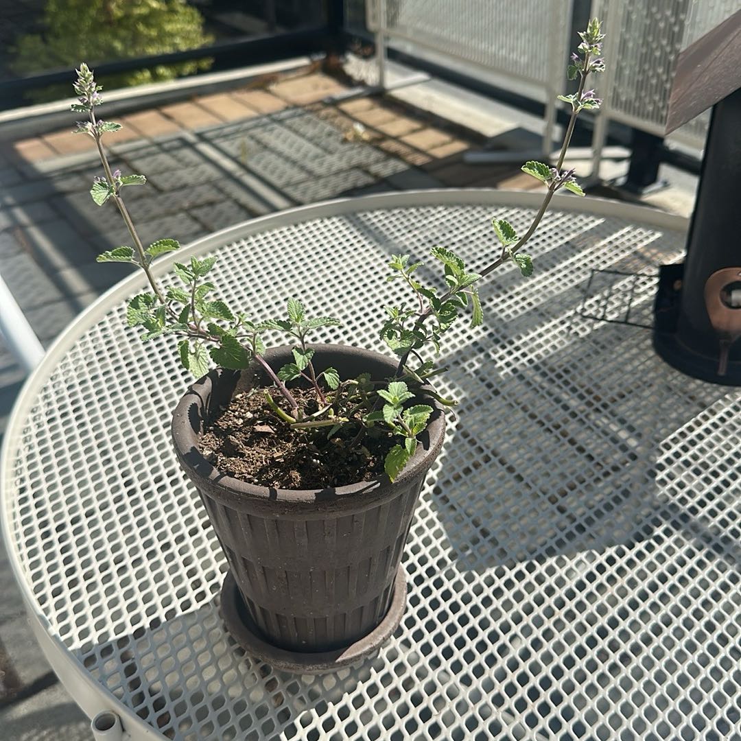 Photo of the plant species Faassen's Catnip by @NewBushlily50 named Sherlock on Greg, the plant care app
