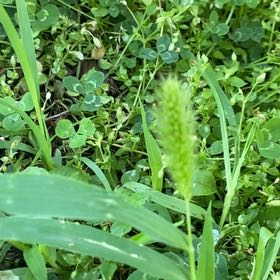 Photo of the plant species Barnyard Grass by @PoeticCatpalm17 named ChloroPhil on Greg, the plant care app