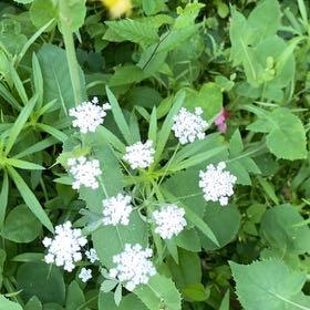 Photo of the plant species Spreading Hedgeparsley by @PoeticCatpalm17 named Keanu Leaves on Greg, the plant care app