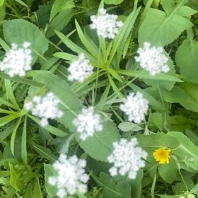 Photo of the plant species Spreading Hedgeparsley by @PoeticCatpalm17 named Sigmund on Greg, the plant care app