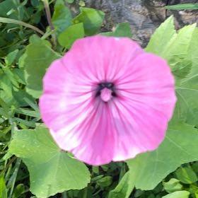 Photo of the plant species Royal Mallow by @PoeticCatpalm17 named Tupot amaroot on Greg, the plant care app