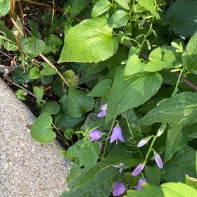Photo of the plant species Rampion Bellflower by @PoeticCatpalm17 named Rihanna on Greg, the plant care app