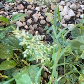 Photo of the plant species Annual Bluegrass by @PoeticCatpalm17 named Tree Diddy on Greg, the plant care app
