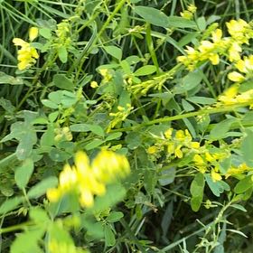 Photo of the plant species Sweetclover by @PoeticCatpalm17 named Pax on Greg, the plant care app