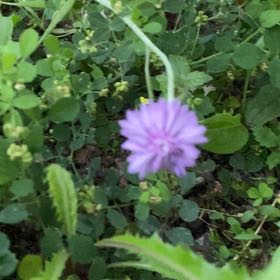 Photo of the plant species Centaurea Cyanus by @PoeticCatpalm17 named Kesha on Greg, the plant care app