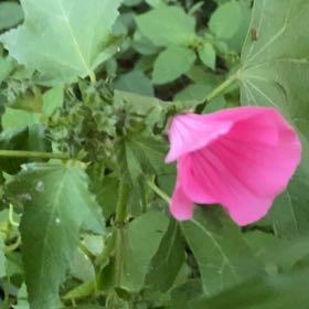 Photo of the plant species Royal Mallow by @PoeticCatpalm17 named Gaga on Greg, the plant care app