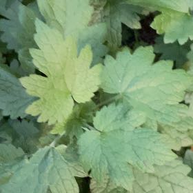 Photo of the plant species Common Motherwort by @PoeticCatpalm17 named Luna on Greg, the plant care app