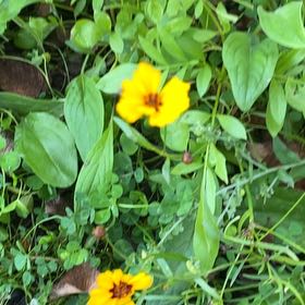 Photo of the plant species Atkinson's Tickseed by @PoeticCatpalm17 named Mochi on Greg, the plant care app