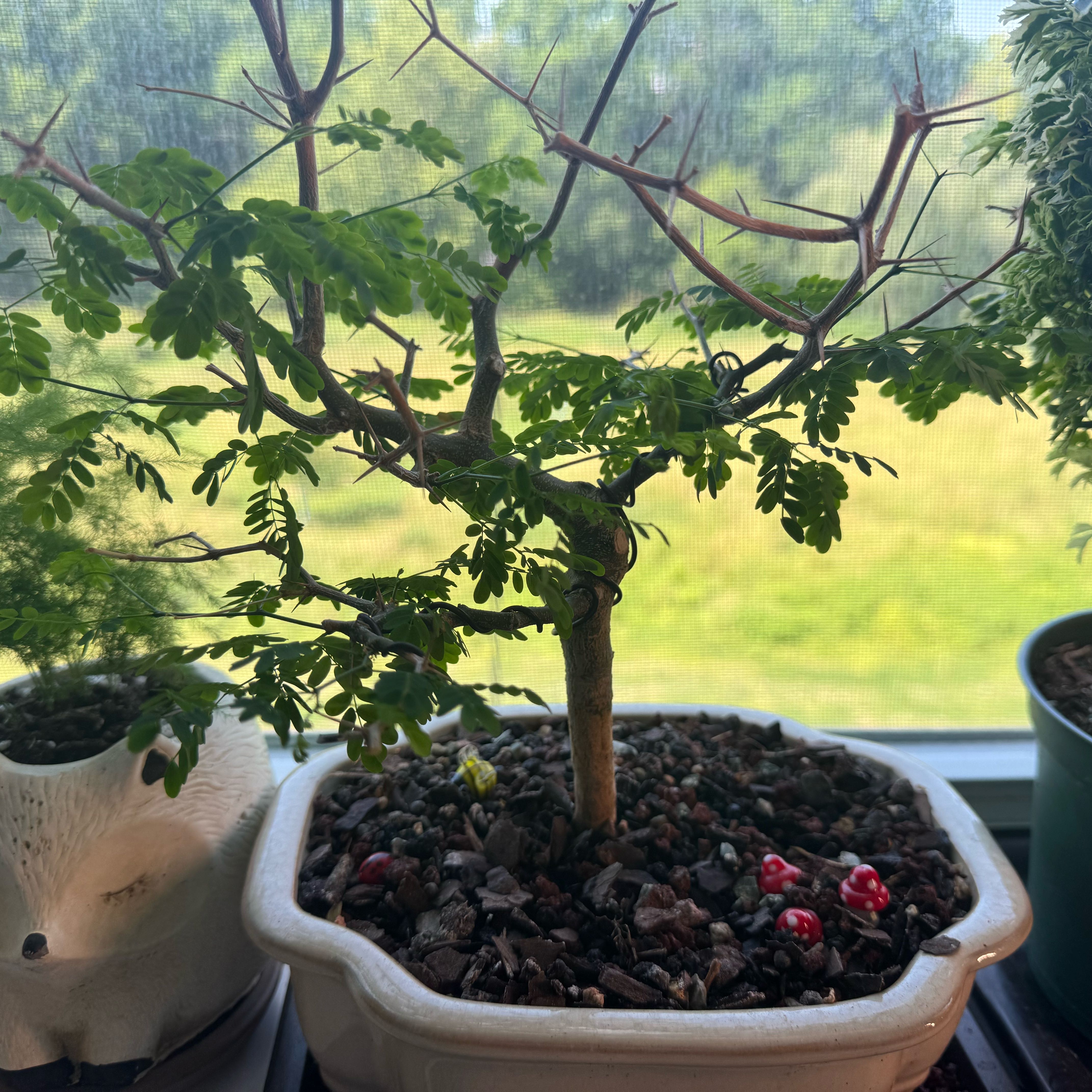 Photo of the plant species Brazillian Rain Tree by @RestfulRedfir1 named Sir Plancelot on Greg, the plant care app