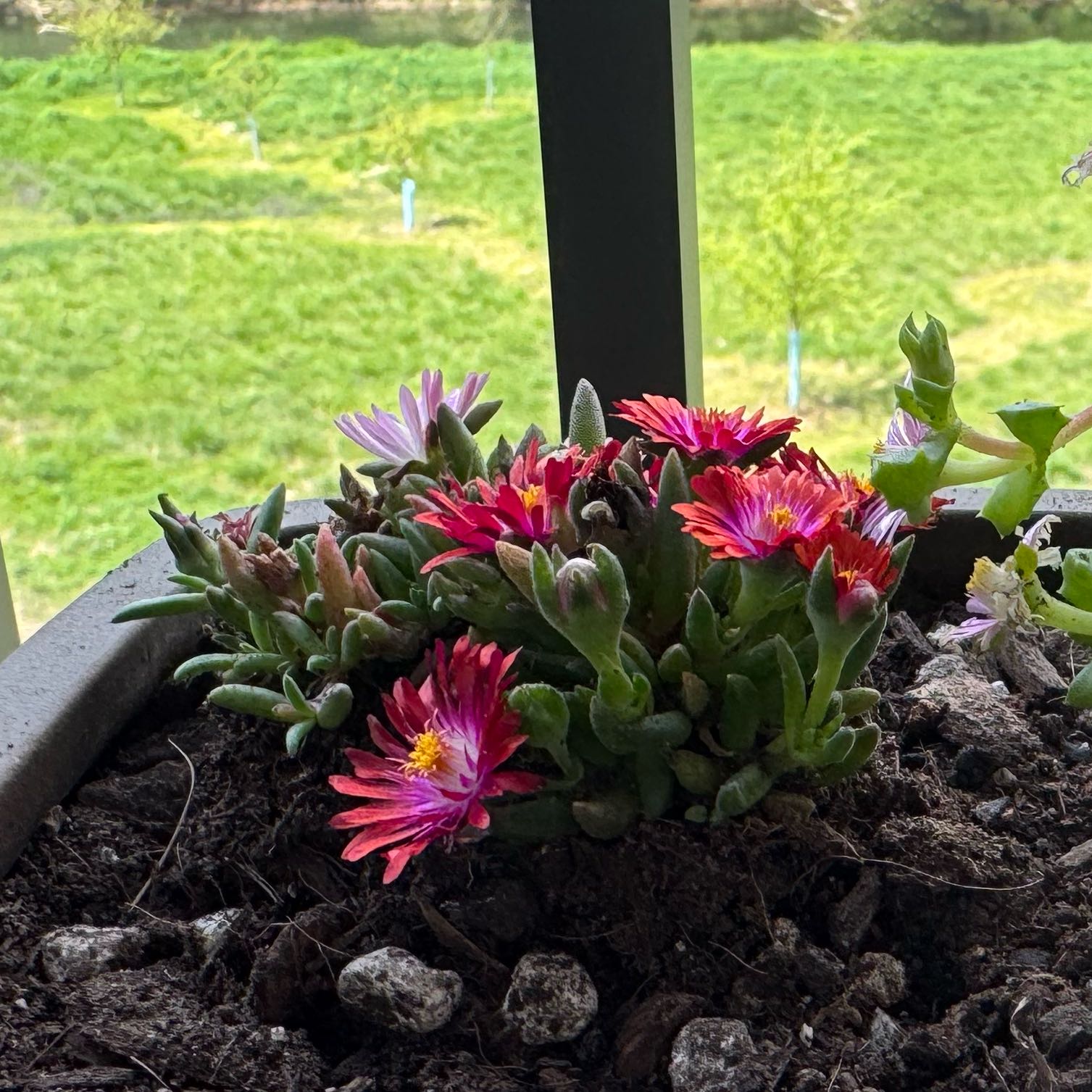 Photo of the plant species Delosperma 'Hot Pink' by @RestfulRedfir1 named Girlfrond on Greg, the plant care app