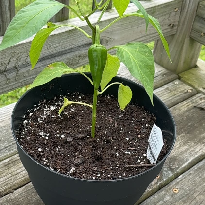 Photo of the plant species Fresno Chili by @ExoticRamshorn named Eva on Greg, the plant care app
