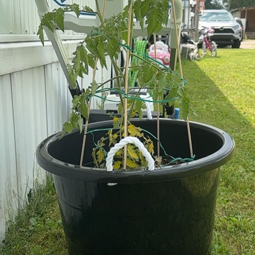 Photo of the plant species Big Boy Tomato by @ExoticRamshorn named Plato on Greg, the plant care app