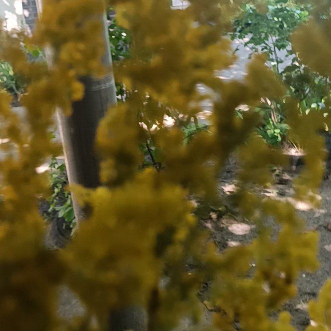 Photo of the plant species Golden Chain by @OrganicGarlic10 named Gobi on Greg, the plant care app