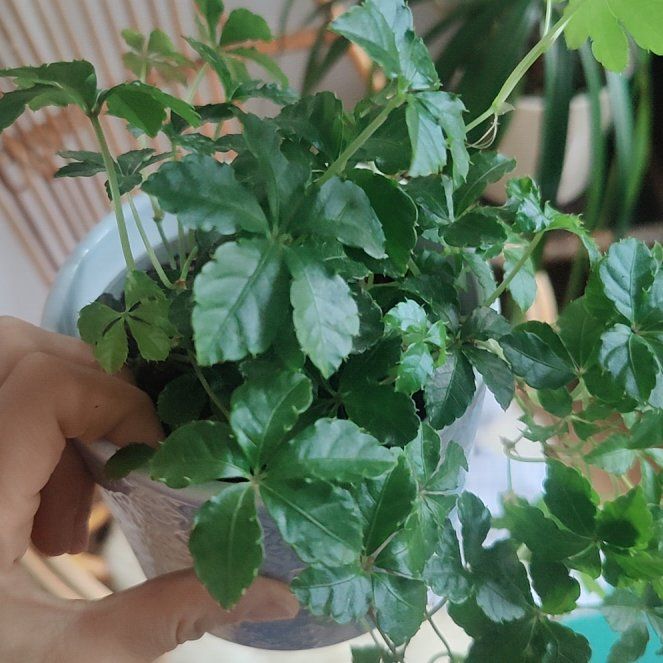 Photo of the plant species Verona Vein by @DaringlyMystax named Sol on Greg, the plant care app