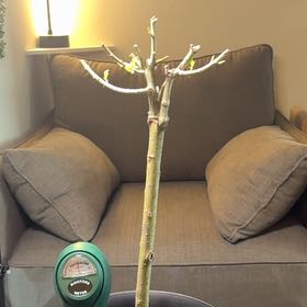 Photo of the plant species Dappled willow tree by @YeahTanekaha10 named Surya on Greg, the plant care app