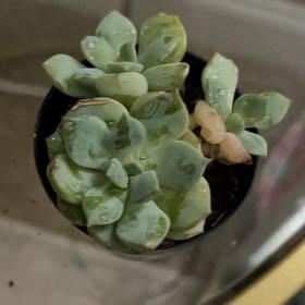 Photo of the plant species Porcelain Plant by @ChummyShyleaf47 named Stubby on Greg, the plant care app