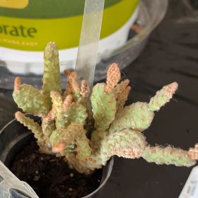 Photo of the plant species Miniature Cinnamon Cactus by @HotSilktree85 named Denali on Greg, the plant care app