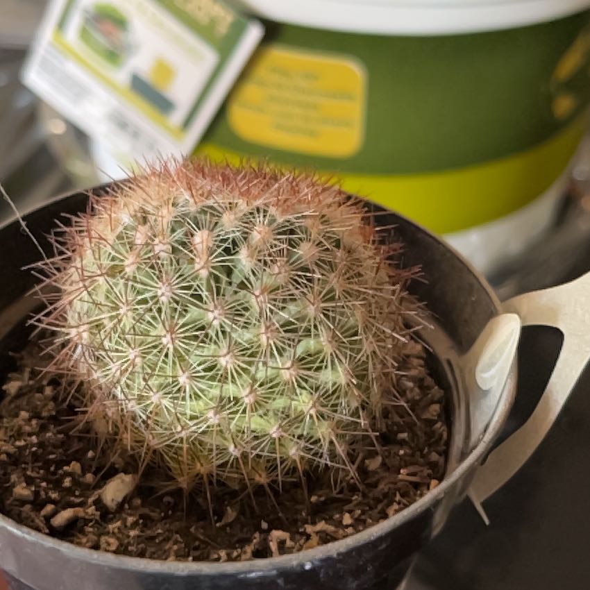 Photo of the plant species Mammillaria by @HotSilktree85 named Baesil on Greg, the plant care app