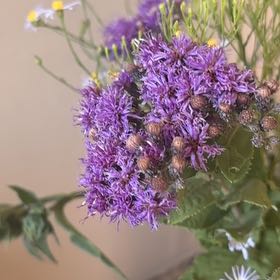 Photo of the plant species New York Ironweed by @TopCobnut22 named Oscar on Greg, the plant care app