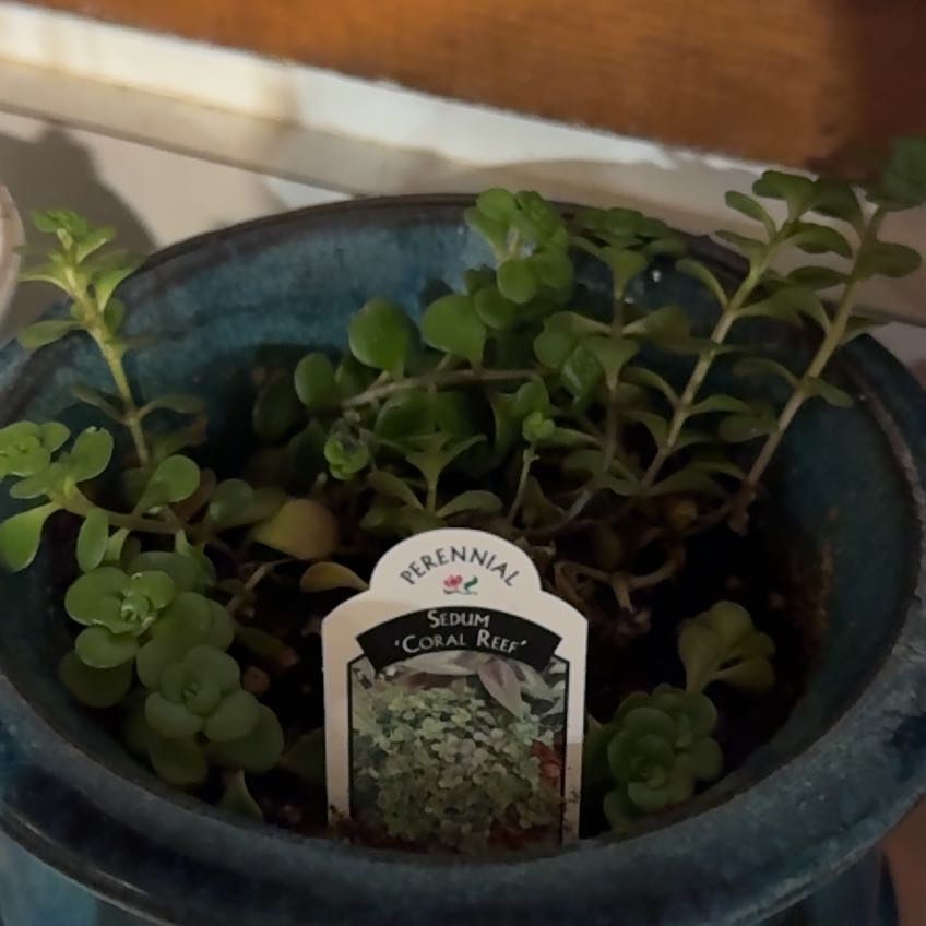 Photo of the plant species Chinese Sedum by @UptodateOakfern named Lebron on Greg, the plant care app