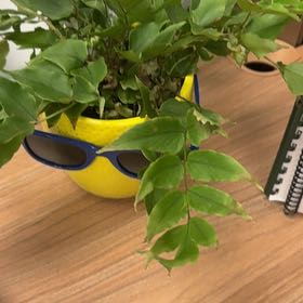 Photo of the plant species House Holly-Fern by @SirHollyfern46 named Pax on Greg, the plant care app